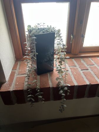 Div. planter (se billeder)