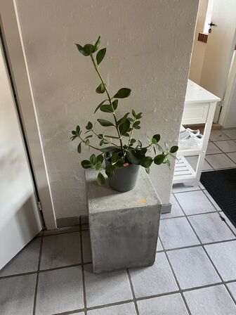 Betonbord (faux) inkl. plante