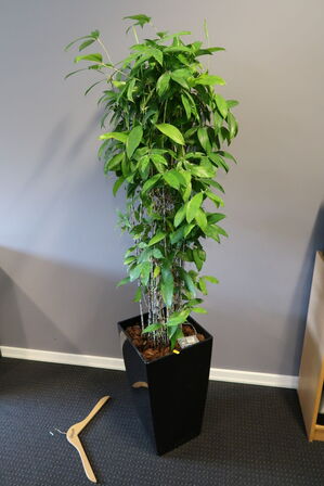 2 stk. planter i krukker