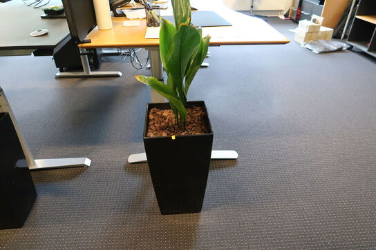 2 stk. planter i krukke