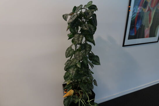 2 stk. planter i krukke