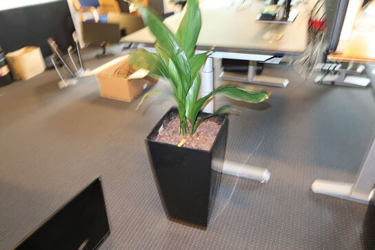 2 stk. planter i krukke