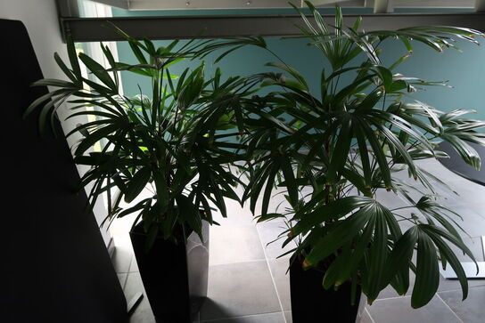 2 stk. planter i krukker