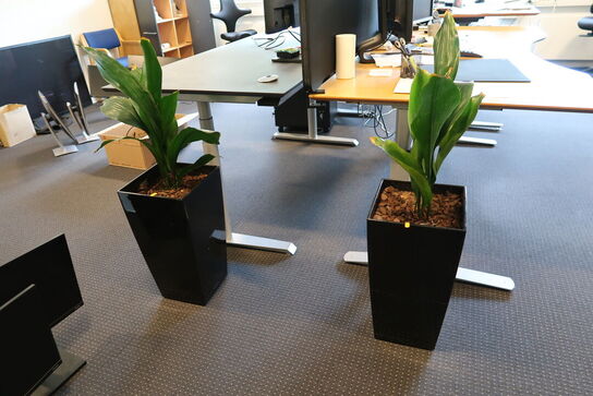 2 stk. planter i krukke