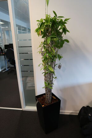 2 stk. planter i krukker