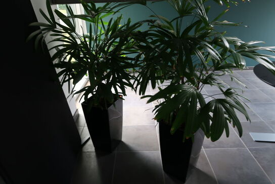 2 stk. planter i krukker