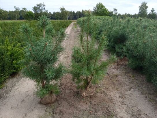 25 stk. Pinus sylvestris 100-120