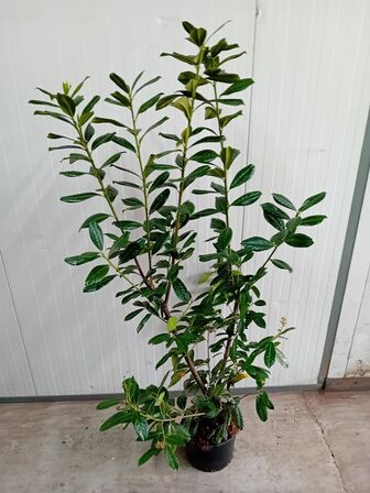 35 stk. Cherry laurel Prunus laurocerasus 'Novita' 150-175