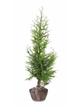 80 stk. Conifers Thuja excelsa 100-120