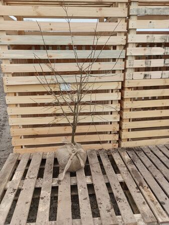 25 stk. Cornus mas 125-150