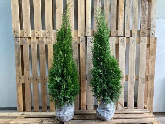 100 stk. Conifers Thuja Smaragd 80-100 