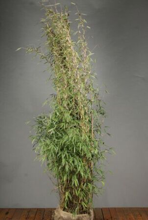 40 stk. Bamboo 120-140