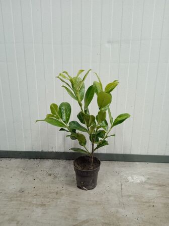 250 stk. Cherry laurel Prunus laurocerasus 'Novita' 30-50