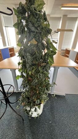 Plante og stumtjener