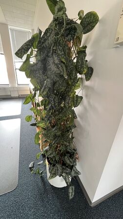 Plante i plastkrukke
