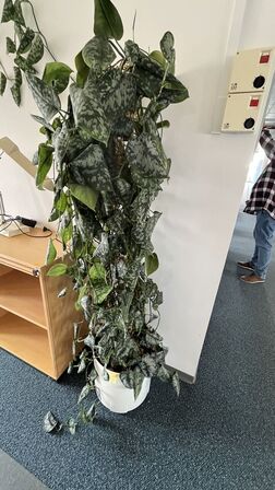 Plante i plastkrukke