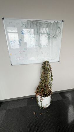 Plantekrukke og whiteboard 