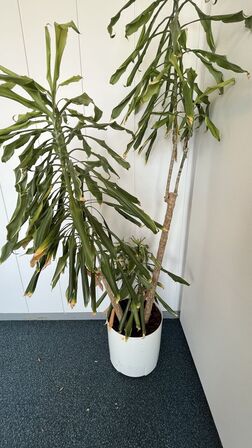 Tre planter I plastkummer 