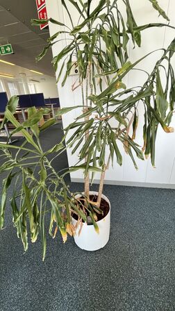 Tre planter I plastkummer 