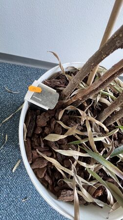 Whiteboard og Plante i plastkrukke
