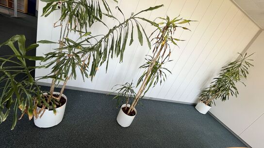 Tre planter I plastkummer 
