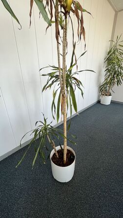Tre planter I plastkummer 