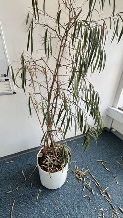 Whiteboard og Plante i plastkrukke