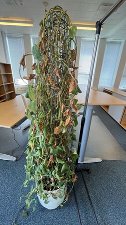 Plante og tøjstativ