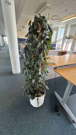Plante i plastkumme