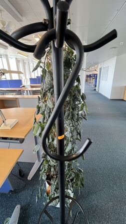 Plante og stumtjener