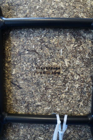 Spisebordsstol NORMANN MAT