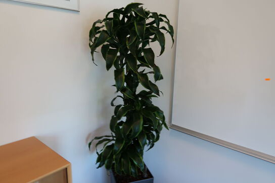 Plante i krukke