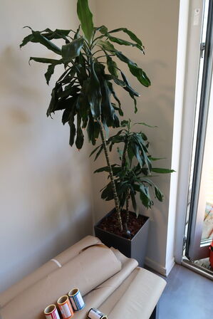 Plante i krukke