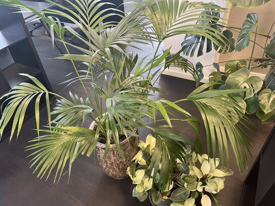 2. Stk. Grønne planter i krukker