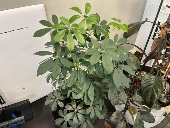 2. Stk. Planter i krukker 