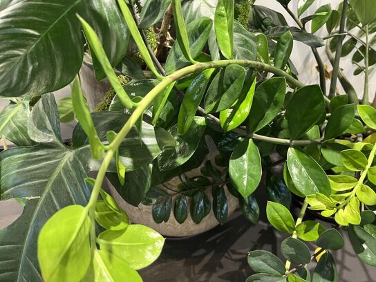 2. Stk. Planter i krukker