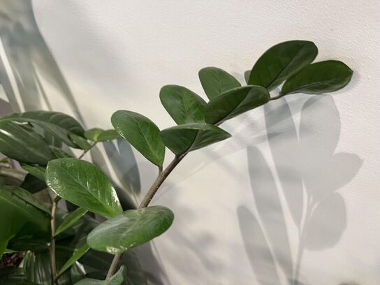 2. Stk. Planter i krukker