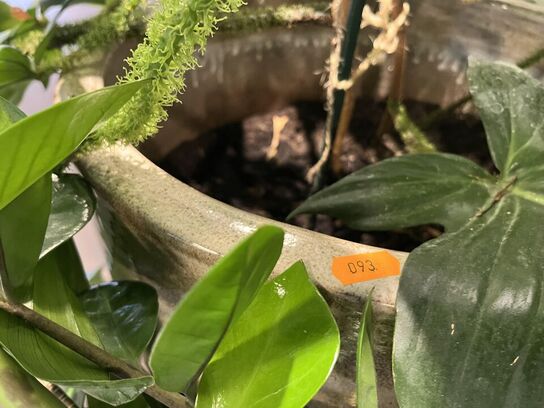 2. Stk. Planter i krukker