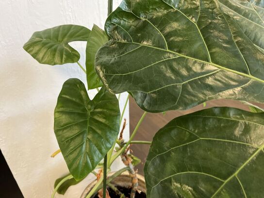 2.Stk. Planter i krukker