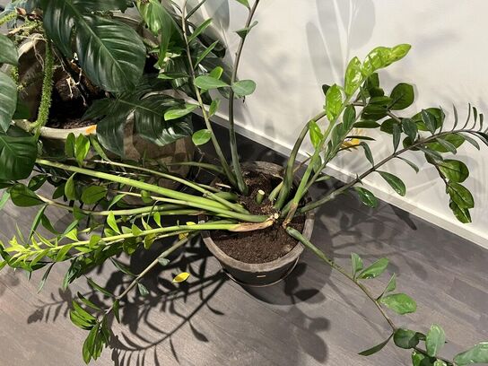 2. Stk. Planter i krukker