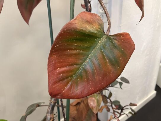 2. Stk. Planter i krukker 