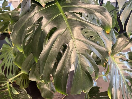 1.Stk. Plante i krukke