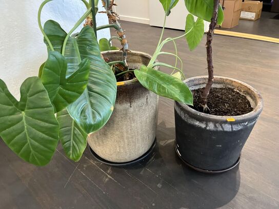 2.Stk. Planter i krukker