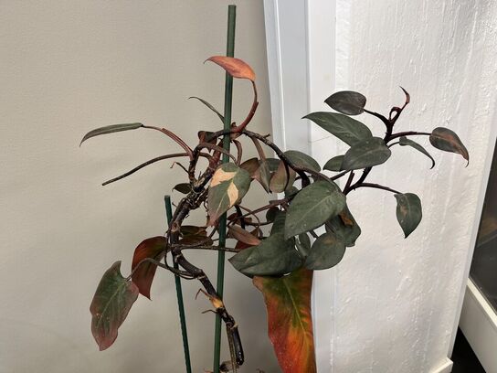 2. Stk. Planter i krukker 