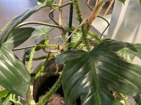 2. Stk. Planter i krukker