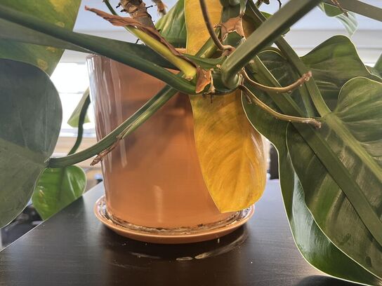 Rum opdeler med indhold