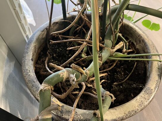 1.Stk. Plante i krukke