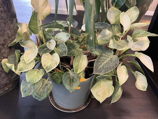 2. Stk. Grønne planter i krukker