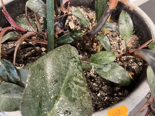 2. Stk. Planter i krukker 