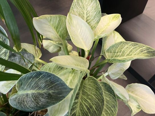 2. Stk. Grønne planter i krukker